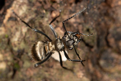 Polyrhachis cupreata