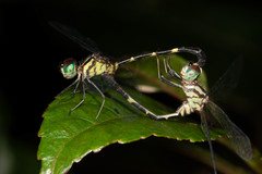 Nannophlebia eludens