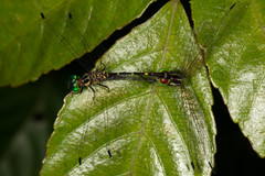 Nannophlebia eludens