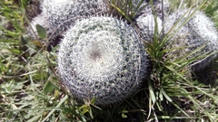 Mammillaria haageana haageana