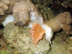 Tritoniopsis elegans