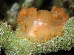 Tritoniopsis elegans