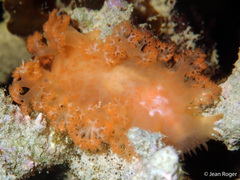 Tritoniopsis elegans