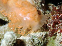 Tritoniopsis elegans