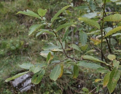 Salix appendiculata