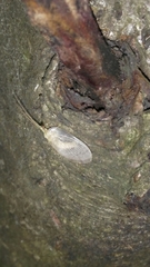Hemerobius marginatus