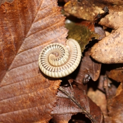 Pachyiulus krivolutskyi