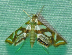 Chrysendeton medicinalis