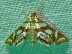Chrysendeton medicinalis