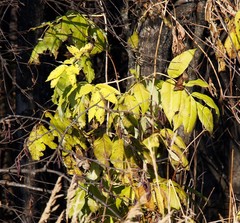 Sambucus kamtschatica