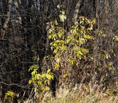 Sambucus kamtschatica