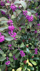 Callicarpa dichotoma