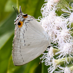 Tajuria cippus cippus