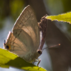 Tajuria cippus cippus
