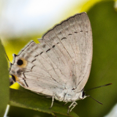 Tajuria cippus cippus