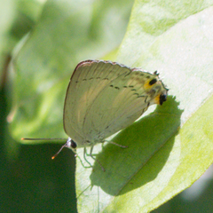 Tajuria cippus cippus