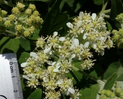 Montanoa tomentosa