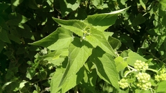 Montanoa tomentosa