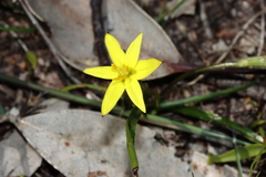 Tricoryne humilis