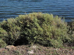 Salsoleae