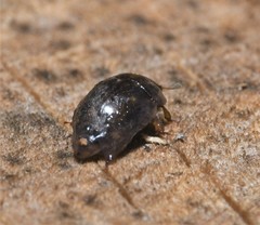 Amphicrossus ciliatus