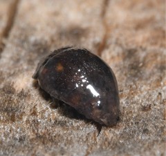 Amphicrossus ciliatus