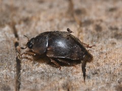 Amphicrossus ciliatus