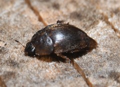 Amphicrossus ciliatus