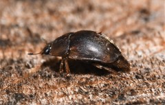 Amphicrossus ciliatus