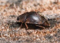 Amphicrossus ciliatus
