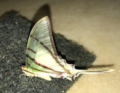 Protographium