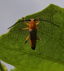Nupserha variabilis