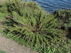 Limbarda crithmoides longifolia