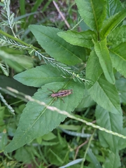 Pseudoxya diminuta