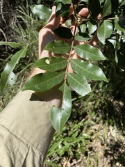 Dysoxylum fraserianum