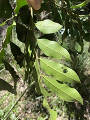Dysoxylum fraserianum