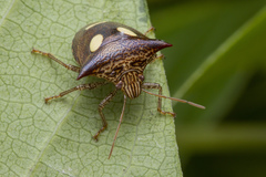 Paracritheus trimaculatus