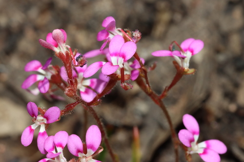 Image of Stylidium leptophyllum by (c) Tim Hammer, some rights reserved (CC BY)