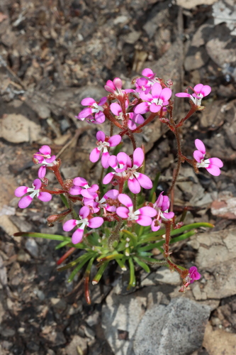 Image of Stylidium leptophyllum by (c) Tim Hammer, some rights reserved (CC BY)
