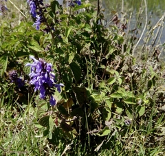 Salvia polystachia
