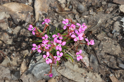 Image of Needle-leaved Triggerplant by (c) Tim Hammer, some rights reserved (CC BY)