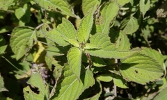 Salvia polystachia