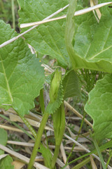 Ligularia subsagittata