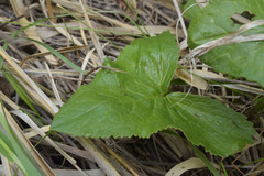 Ligularia subsagittata