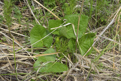 Ligularia subsagittata