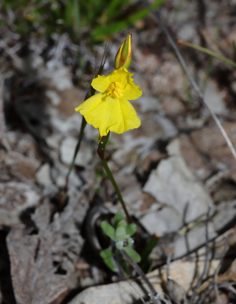 Philydrella pygmaea (Philydrella pygmaea)