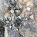 Granulating Rocktripe Lichen - Photo (c) Rebecca Marschall, some rights reserved (CC BY-NC), uploaded by Rebecca Marschall