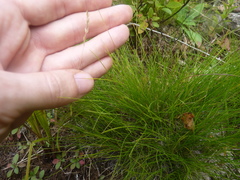 Festuca filiformis