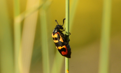 Ceroctis peringueyi · iNaturalist