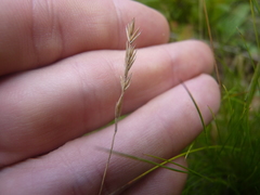 Festuca filiformis